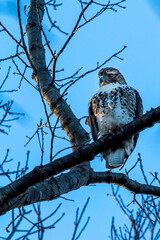 Red Tailed Hawk