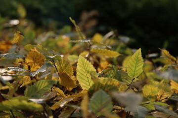 Brown, red, yellow and orange leaves on trees, hedges and the ground during Fall