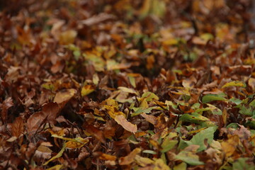 Colored leaves of the beech hedge illuminated by the sunlight during the fall