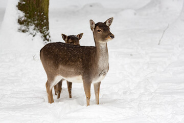 Female fallow deer Dama dama with calf in snow-covered winter landscape