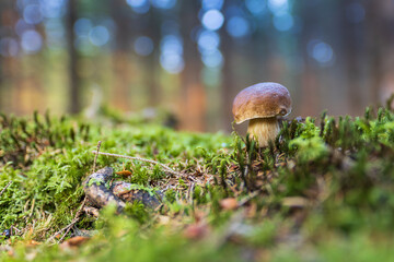 Small Boletus edulis in forest.