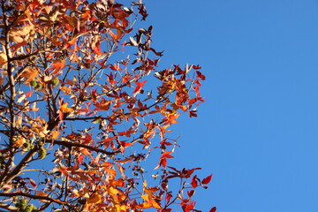 Brown, red, yellow and orange leaves on trees, hedges and the ground during Fall