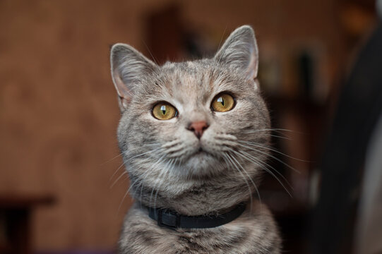 portrait of a gray striped cat in a collar,young gray cat looking straight portrait