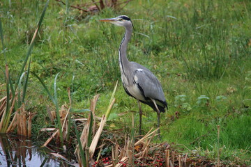 Heron along the side of the water searching for fish or frog