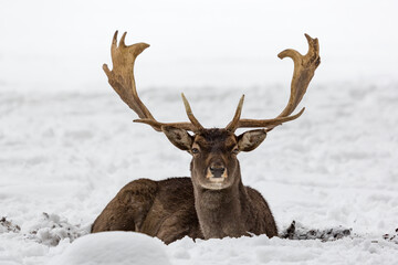Male fallow deer buck Dama dama resting in snow-covered winter landscape