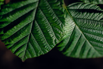 Closeup of hazel leaves on a blurry, dark background