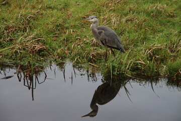 Heron along the side of the water searching for fish or frog