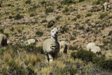 Alpaca in Peru