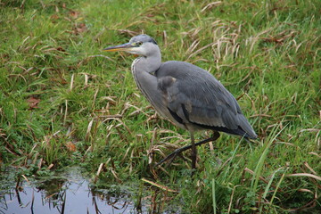 Heron along the side of the water searching for fish or frog