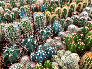 many cacti in plant store / miniature cactus plants   © hanohiki