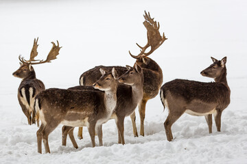 Naklejka na ściany i meble Group of fallow deer turning there heads in snow-covered winter landscape
