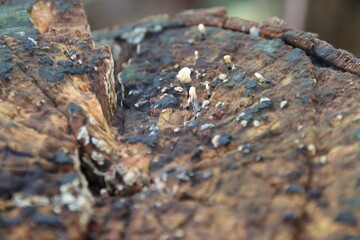 Xylaria hypoxylon is a species of fungus in the genus Xylaria.