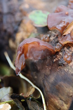 Auricularia auricula-judae, known most commonly as Wood Ear (alternatively, black fungus, jelly ear or Judas's ear