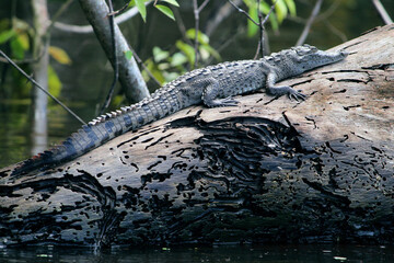 Alligator in Costa Rica