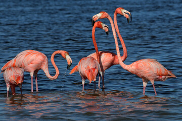 Flamingo family in Mexico