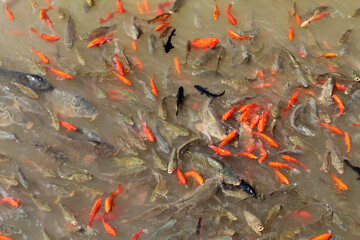 Goldfish and Koi in pond China