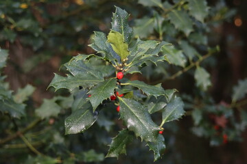 Green leaves of wild Holly with red berries