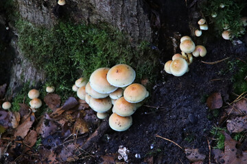 Hypholoma fasciculare, commonly known as the sulphur tuft or clustered woodlover
