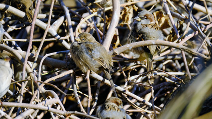 
Gray sparrow on a tree branch in autumn
