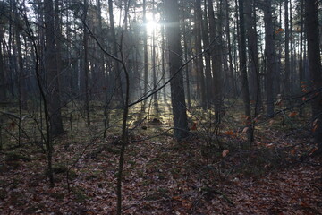 Sunbeams shine through the trees with leaves colored by autumn in the Kaapse Bossen