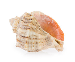 shell isolated on white background clipping path