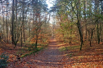 Sunbeams shine through the trees with leaves colored by autumn in the Kaapse Bossen