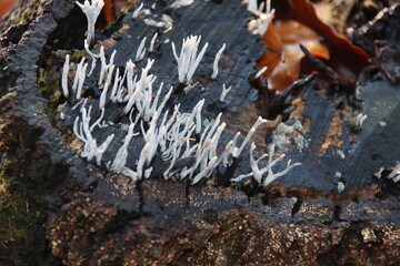 Xylaria hypoxylon is a species of fungus in the genus Xylaria.