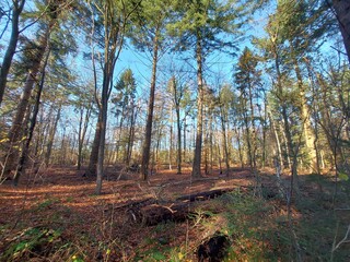 Sunbeams shine through the trees with leaves colored by autumn in the Kaapse Bossen