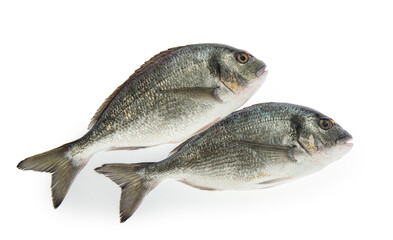 dorado fish isolated on white background