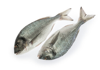 dorado fish isolated on white background