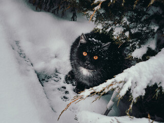 Kot na śniegu, zima, małopolska © Piotr Gaborek 