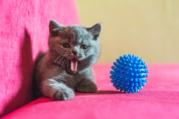 british kitten sitting on the couch, british kitten