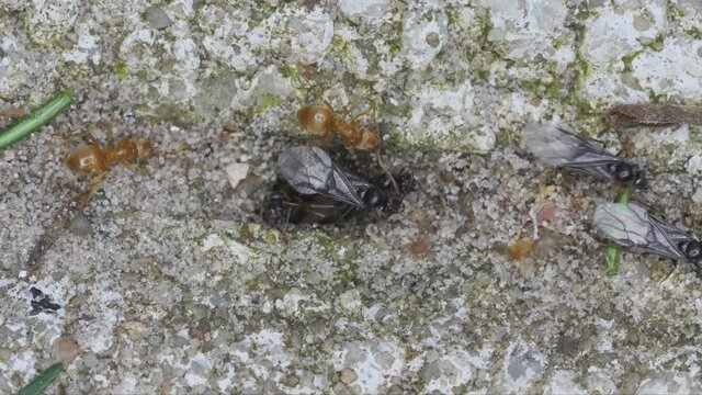 gefl&uuml;gelte m&auml;nnchen der gelben wiesenameise kommen aus dem ameisennest zum hochzeitsflug, mehrere Szenen, 50fps
