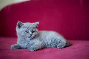 british kitten, kitten sitting on the couch