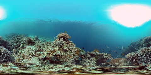 Coral Reef Fish Scene. Tropical underwater sea fish. Colourful tropical coral reef. Philippines. 360 panorama VR