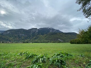 Fototapeta premium rice field