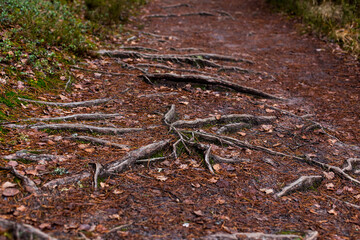 tree roots from under the ground on a forest autumn road