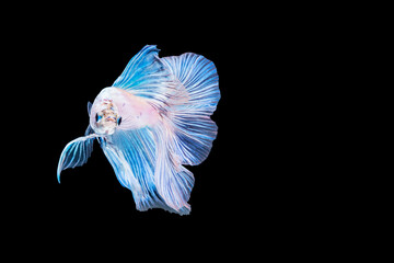 White Betta spendens fighting fish (Rosetail) Halfmoon fancy in Thailand on isolated black background with copy space. The moving moment beautiful Siamese betta fish with clipping path.