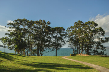 park with trees facing the ocean