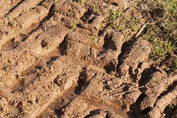 tire tracks of a tractor in a dirt road