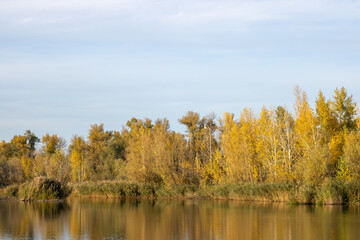 Fototapeta na wymiar Autumn forest on the river.