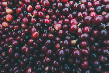 Fruit, coffee and fresh coffee beans, coffee, berries in fermentation and washing, wet processing method.