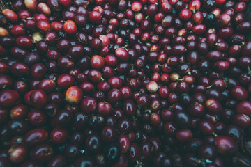 Fruit, coffee and fresh coffee beans, coffee, berries in fermentation and washing, wet processing method.