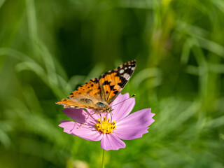 Painted Lady butterfly feeding from flower 20