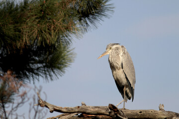 松の枝に立ってじっとしているアオサギ