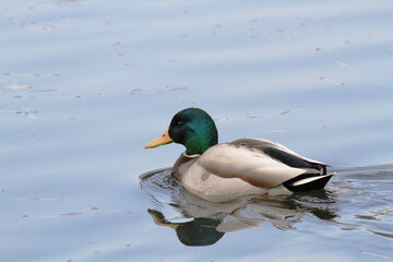 Obraz premium 水面を泳ぐオスのマガモ