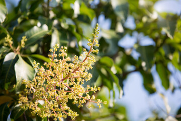 The mango bouquet or mango flower is blooming full on the mango trees in the garden