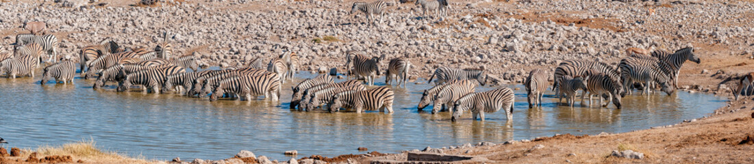 Obraz na płótnie Canvas Panorama of a Burchells zebra herd drinking
