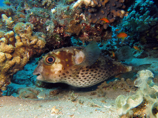 Close-up of a Yellowspotted burrfish Cyclichthys spilostylus