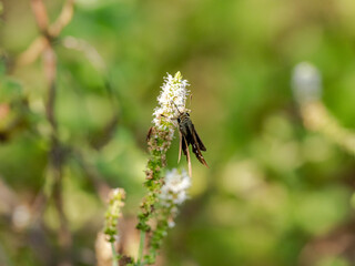 common straight swift on a small white flowers 4
